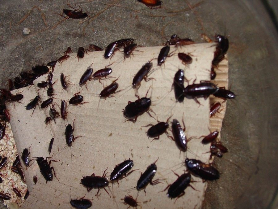 Канализационные тараканы как избавиться