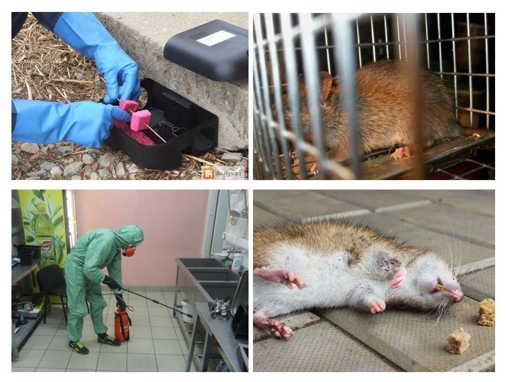 Дератизация от грызунов от крыс и мышей в Нижневартовске