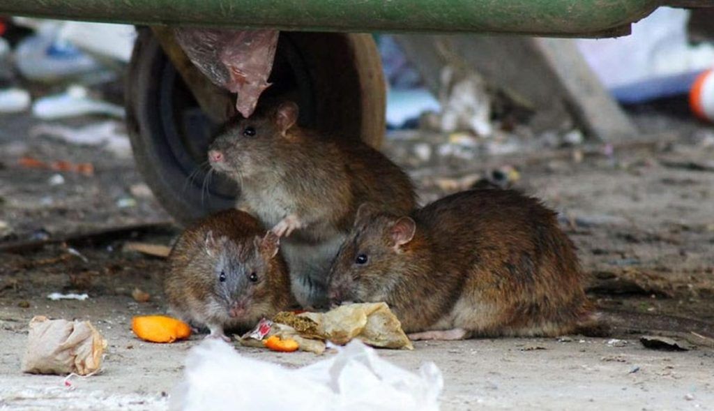 Травить грызунов крыс и мышей в Нижневартовске