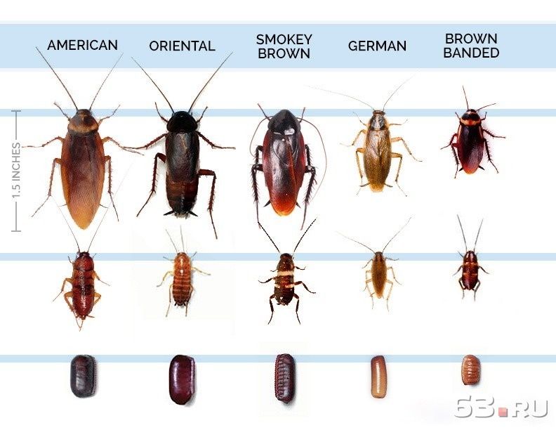 уничтожение тараканов в Нижневартовске