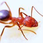Как избавиться от рыжих муравьев в квартире навсегда