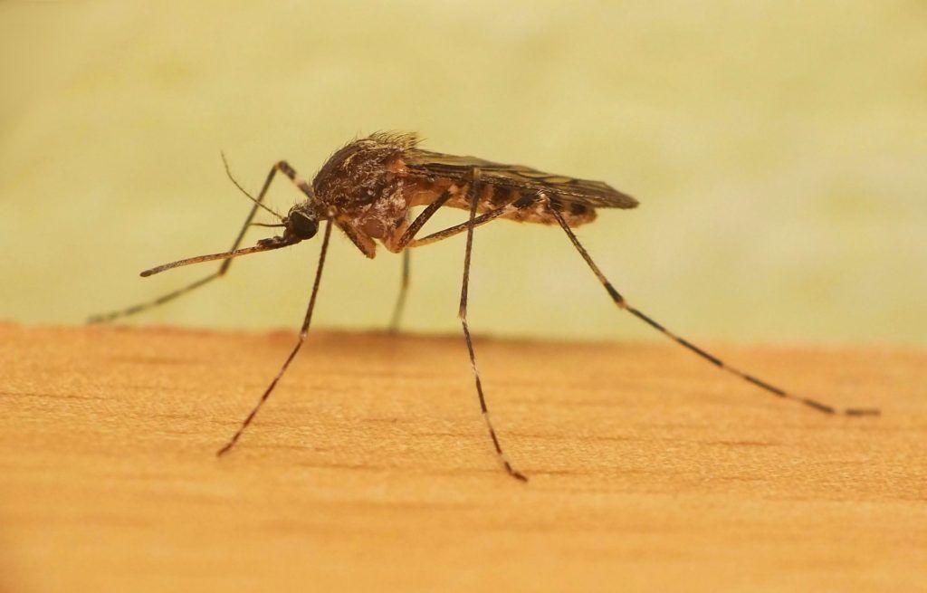 Уничтожение комаров в Нижневартовске