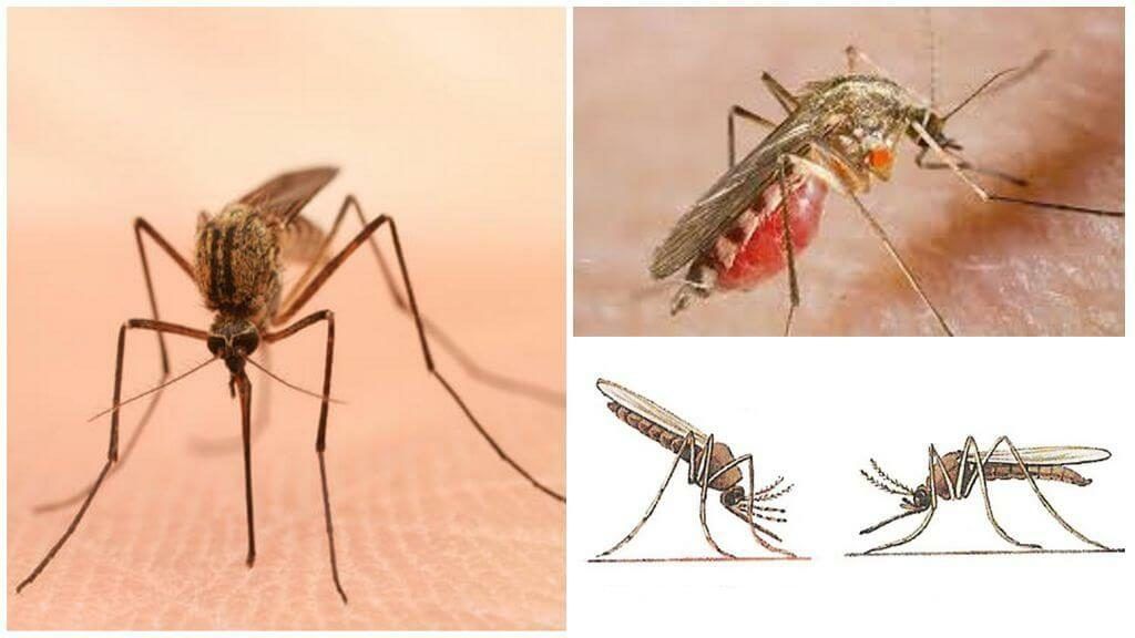 Уничтожение комаров в Нижневартовске