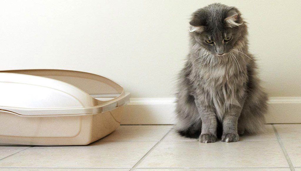 Как избавиться от запаха кошачьей мочи в квартире