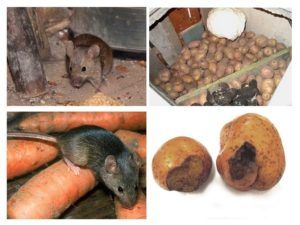 Служба по уничтожению грызунов, крыс и мышей в Нижневартовске