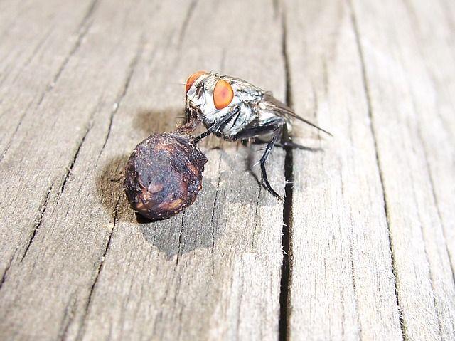Профессиональное уничтожение мух в Нижневартовске с гарантией