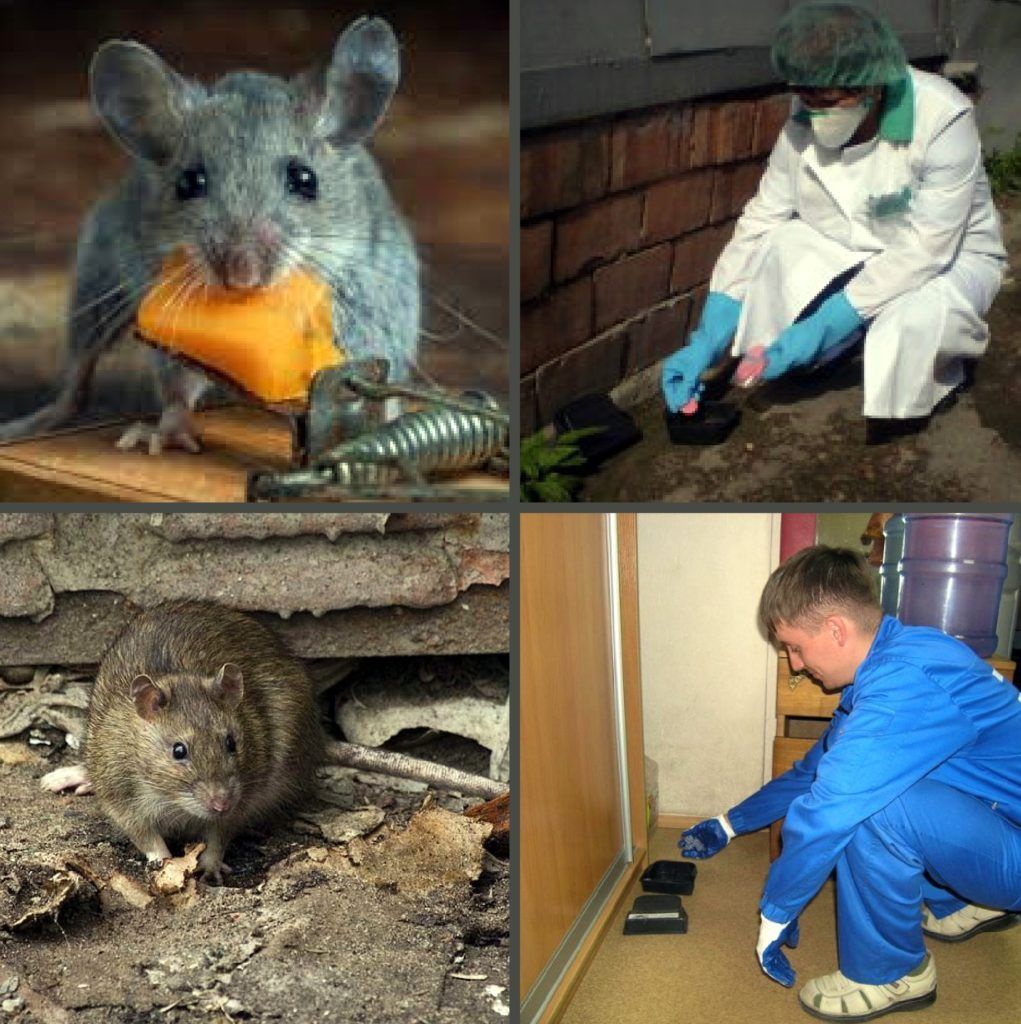 Дезинфекция от грызунов, крыс и мышей в Нижневартовске