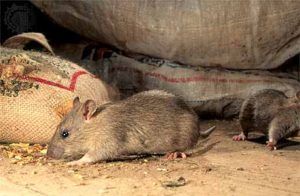 Дератизация от грызунов от крыс и мышей в Нижневартовске