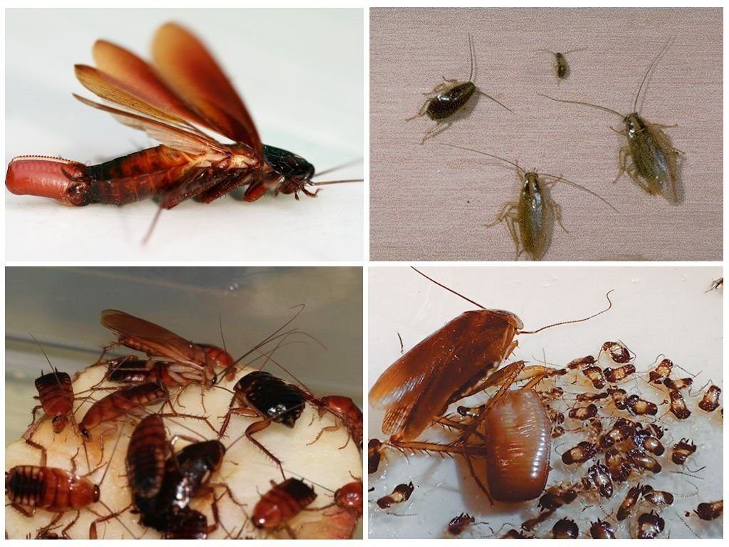 Уничтожение тараканов в квартире в Нижневартовске 