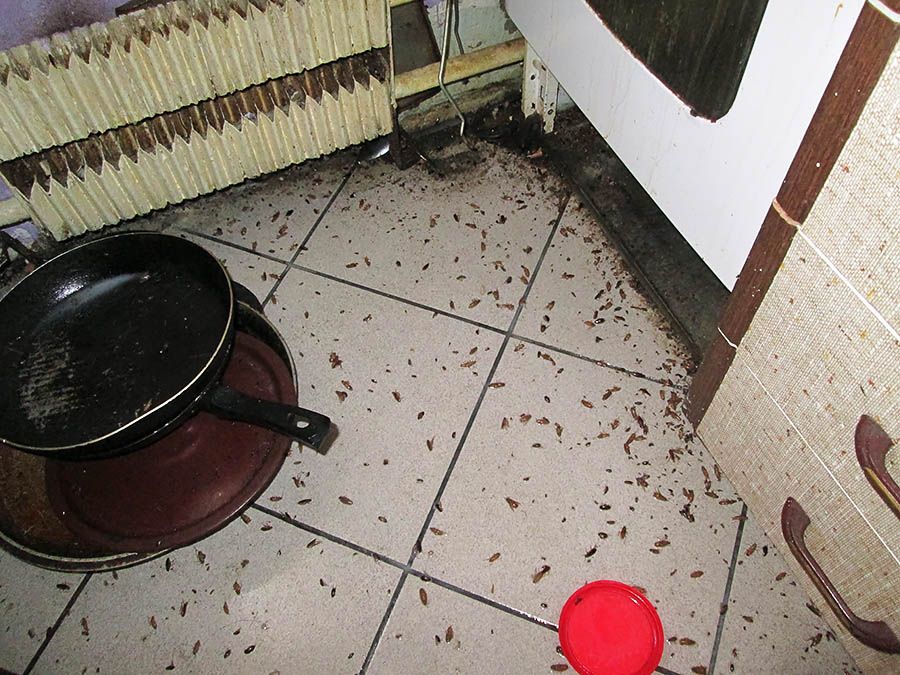 Санэпидемстанция от тараканов в Нижневартовске, вызвать, цены